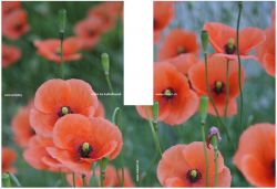 12_mohn